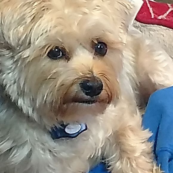 Meet your Posher, Terri - Picture 1 of 1